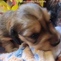 Sophie - Red female Dachshund puppy in Terlton, Oklahoma from CLARK'S BREEDING PROGRAM
