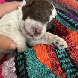 Lagotto Romagnolo Puppies from Agapē Lagotto Romagnolo