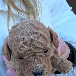 Daniella - Apricot female Goldendoodle puppy in Mint Hill, North Carolina from DoodleForever