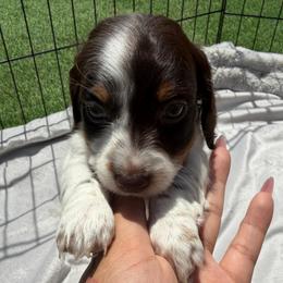 Piebald Girl - Piebald female Dachshund puppy in Bakersfield, California from Pretty Dachshunds 661