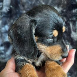 Billy Silky Wire - Black and tan male Dachshund puppy in Argos, Indiana from TKO Doxies