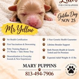 Mr Yellow - Buff and white male Cockapoo puppy in Tampa, Florida from Mary Puppins