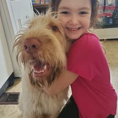 Spinone Italiano Puppies from Maple Hollow Spinone