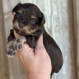 Girl 2 - Parti female Miniature Schnauzer puppy in Brenham, Texas from Ashley Martinez