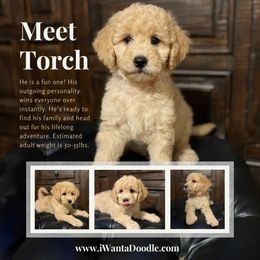 Goldendoodle Puppies from iWantaDoodle