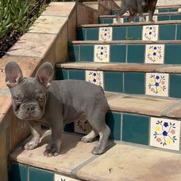 French Bulldog Puppies from Jesikah408