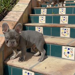 French Bulldog Puppies from Jesikah408