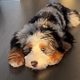 Bernedoodle Puppies from Doting Doodles