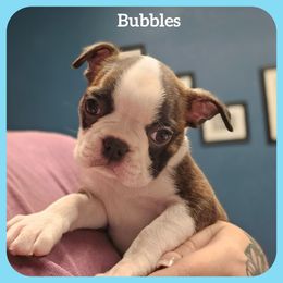 Bubbles - Brindle and white female Boston Terrier puppy in Orange, Texas from Emerald Moon Bostons
