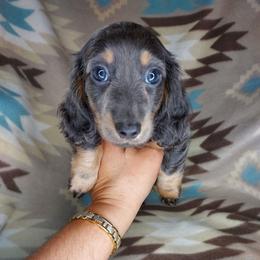 WENDY: BLUE-TAN LONGHAIR - Blue and tan female Dachshund puppy in Swink, Oklahoma from Palali Farm