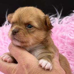 Pudding - Chocolate sabled fawn female Chihuahua puppy in Franklin, North Carolina from A&J Cutie Pawtooties