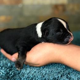 Franky - Black tri male Miniature Australian Shepherd puppy in Goliad, Texas from Sassy Lil Aussies and Diamond W Poodles