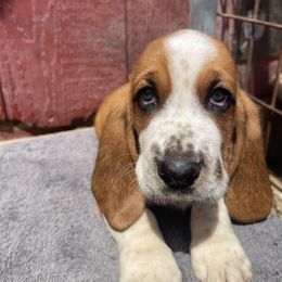 Boy 4 - Brown and white male Basset Hound puppy in Falls City, Nebraska from Bassett Hounds & Labradors