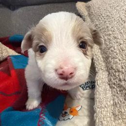 Pibble - Red merle female Border Collie puppy in Mckinney, Texas from Border Collies of Ruidoso