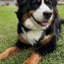 Bernese Mountain Dogs from Rockin Porch Bernese Mountain Dogs
