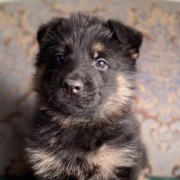 Green collar boy - Black and red male German Shepherd puppy in Coleta, Illinois from Four Leaf Farm- Vom Vierblättriges Bauernhof