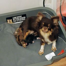 Boy - Chocolate sabled fawn male Chihuahua puppy in Gordon, Alabama from Roodhaus Chihuahuas