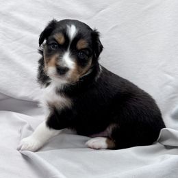 Benton - Black tri male Toy Australian Shepherd puppy in Bly, Oregon from Apacheblus Toy Aussies