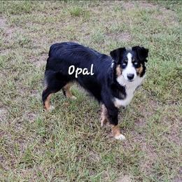Opal - Black tri-color female Australian Shepherd puppy in Waxhaw, North Carolina from Cane Creek Aussies