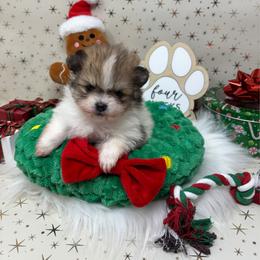 Rose - Cream sable parti female Pomeranian puppy in Concord, California from Eelan’s Poms