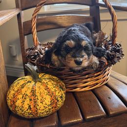Bernedoodle Puppies from Birdies Mini Bernedoodles
