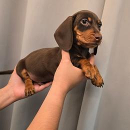Chocolate male - Chocolate male Dachshund puppy in Hesperia, California from VOM HAUSE Imperial