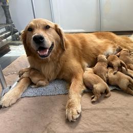 Golden Retriever puppies from Wildmour K9