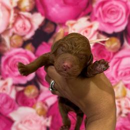 Girl 2 - Red  female Poodle puppy in Texas from DL House of Poodles