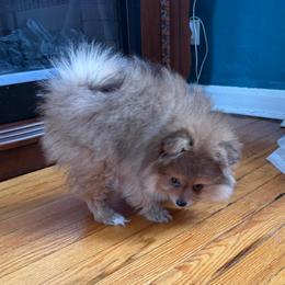Jack - Orange sable male Pomeranian puppy in Brooklyn, New York from Svitlana's Pomeranians