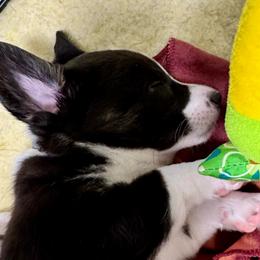 Sunshine (Purple collar) - Black and white female Cardigan Welsh Corgi puppy in Omaha, Arkansas from DnD Corgis