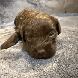 Fifi - Chocolate female Cavapoo puppy in Hayden, Alabama from Agape Southern Farms