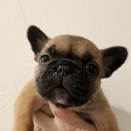 Sapphire - Fawn female French Bulldog puppy in Tomahawk, Wisconsin from Mahner Labs