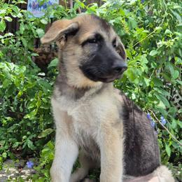 Hot Pink Girl - Black and cream female Shiloh Shepherd puppy in Dover, Florida from Heritage Shilohs