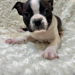 Ally - Black and white female Boston Terrier puppy in Fillmore, Illinois from Wind Hill Puppies