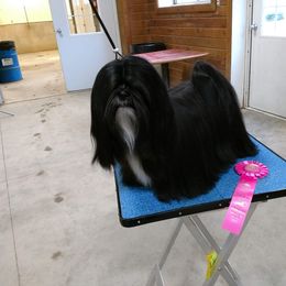 Lhasa Apso All Grown Up from KarLyn Lhasa Apsos