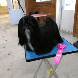 Lhasa Apso All Grown Up from KarLyn Lhasa Apsos