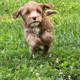 Australian Labradoodle Puppies from Beck ‘N Ridge Australian Labradoodles