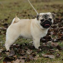 Maverick - Pug