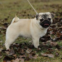 Maverick - Pug