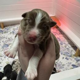 Charlotte - Red tri-color female Australian Shepherd puppy in Massachusetts from Knauer Australian Shepherds