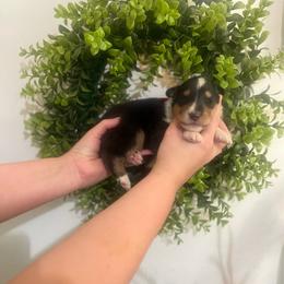 Chuckie Finster - Black white and tan male Collie puppy in Chilhowie, Virginia from Jolly Collies