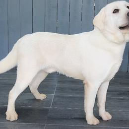 Snow - Labrador Retriever