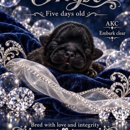 Onyx - Black male Shih Tzu puppy in Dallas, Texas from Almost Heaven Shih Tzu