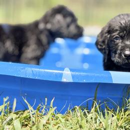Red collar - Black male Labrador Retriever puppy in Anderson, South Carolina from Iris Aislings Labradors