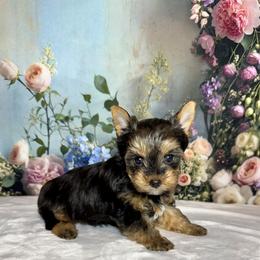 Cody 2000 - Black and tan male Yorkshire Terrier puppy in Nicholls, Georgia from Southeast Biewers