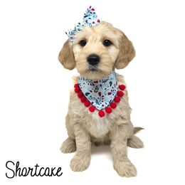 Shortcake - Apricot female Goldendoodle puppy in Crawfordsville, Indiana from Winding Creek Ranch Doodles