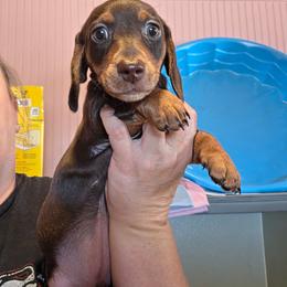 Tricycle - Chocolate and tan female Dachshund puppy in El Paso, Texas from Mells Weenies