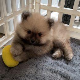 Pomeranian and Shih Tzu Puppies from GA Designer Puppies