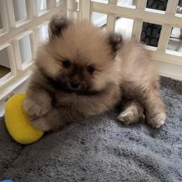 Pomeranian and Shih Tzu Puppies from GA Designer Puppies