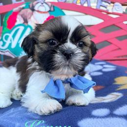 Kenny - Tricolor male Shih Tzu puppy in Hemet, California from Aloha Shih Tzu